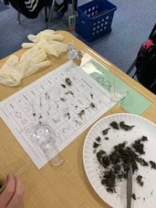 Owl Pellets - Jen's Science Classroom